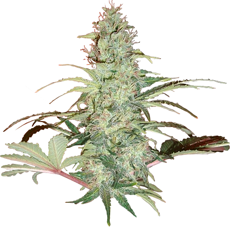 Super Skunk Xtrm